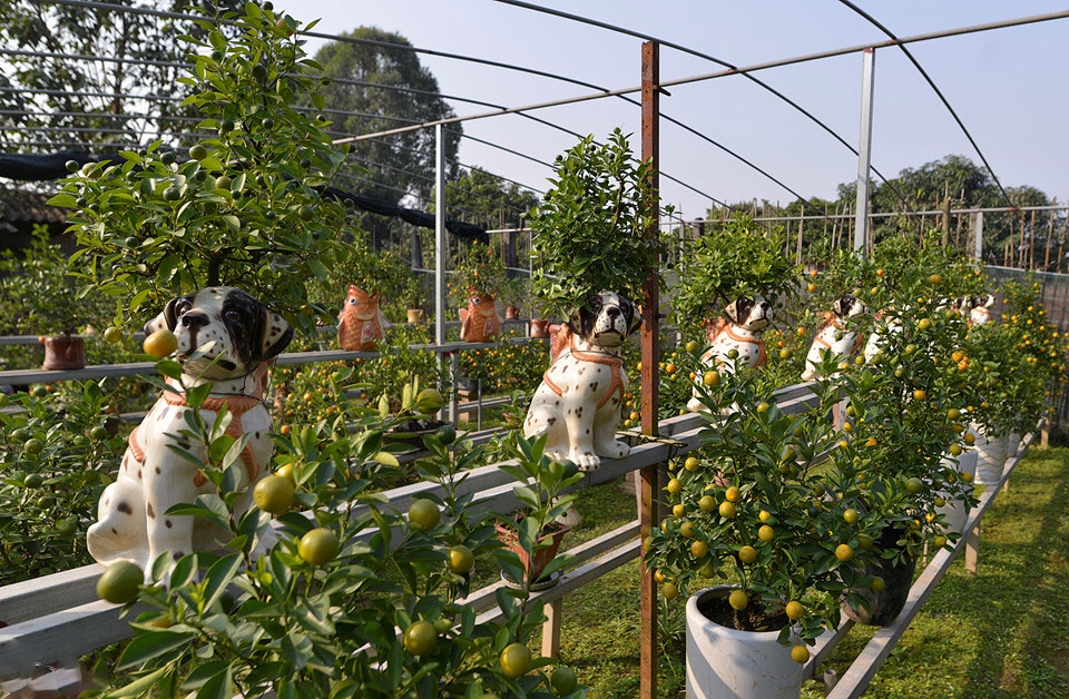 Quất ngự lưng chó đốm phục vụ Tết Nguyên đán